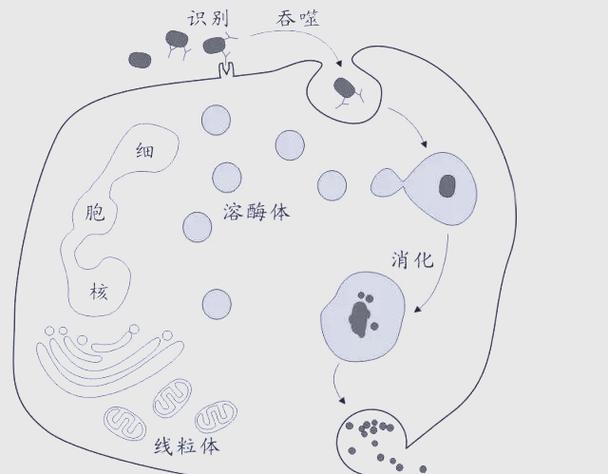 人在吞噬,分身在起源