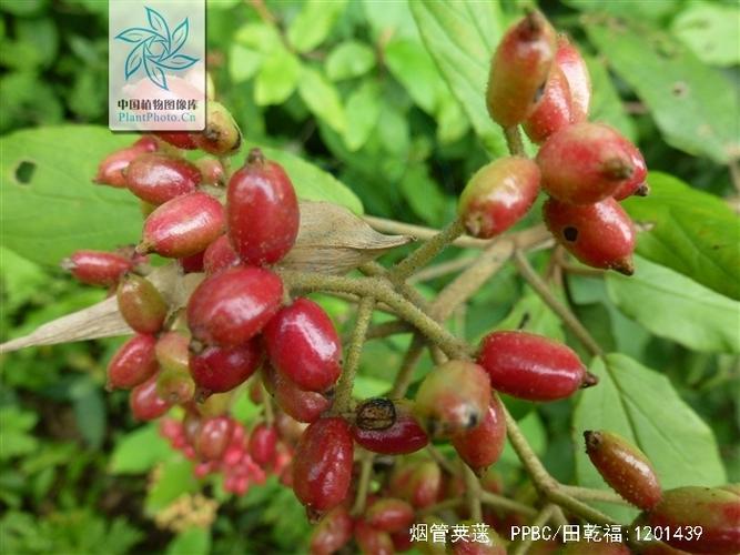 Viburnum