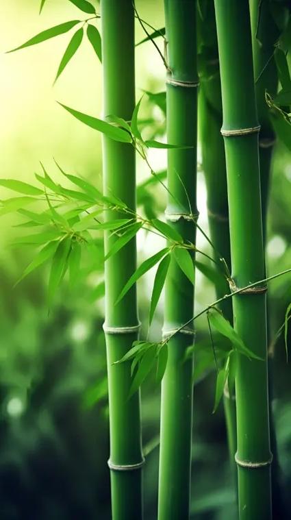 竹子最火的一句