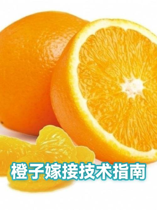 橙子是嫁接的吗