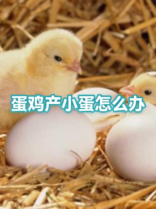 蛋鸡产小蛋是什么原因游戏截图