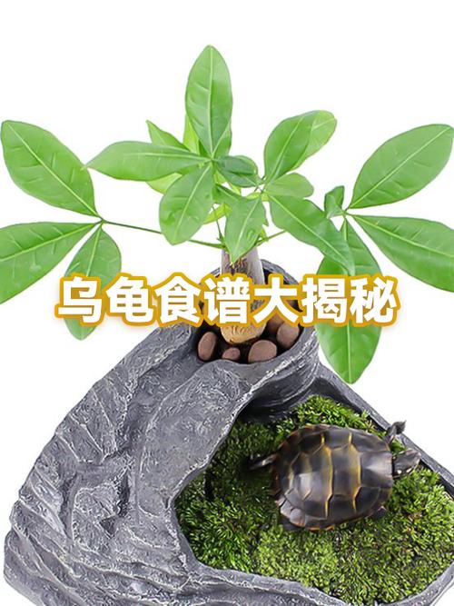 乌龟喜欢吃什么