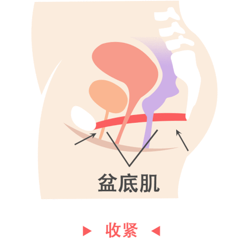 怎样收缩盆底肌图标