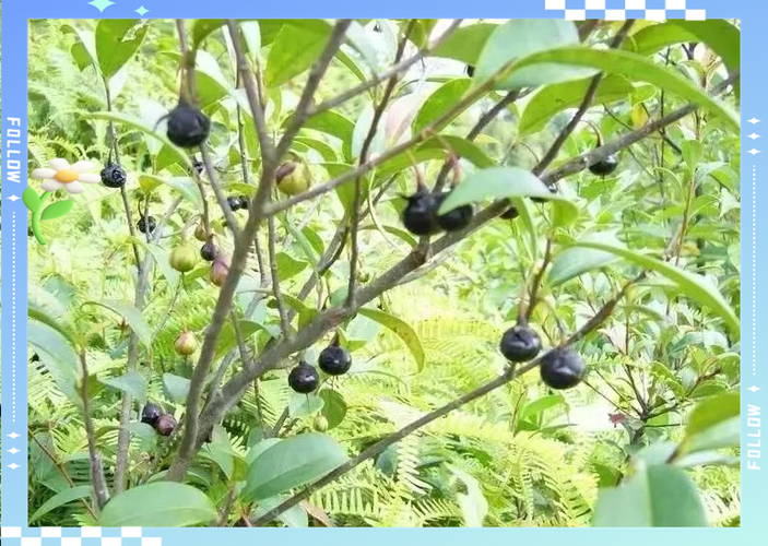 野生米果是什么样子的