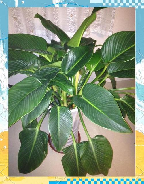 室内种树 靠植物灯