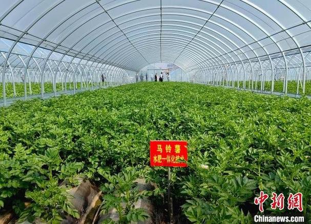 大棚里种植什么效益好