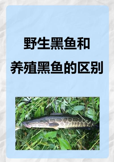 黑鱼有鱼鳞吗能吃吗游戏截图