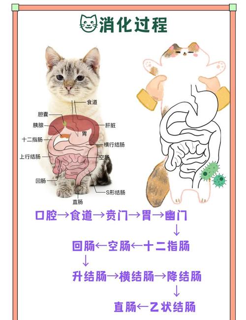 猫咪得了幽门能活多久