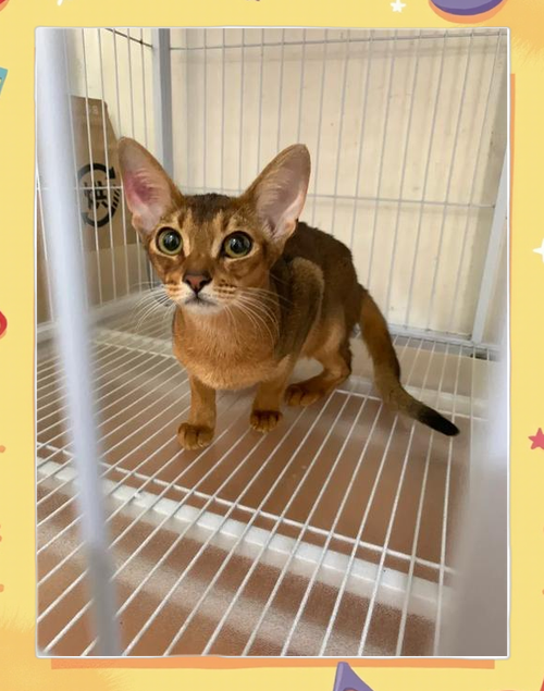 新版猫咪在哪可以下载到