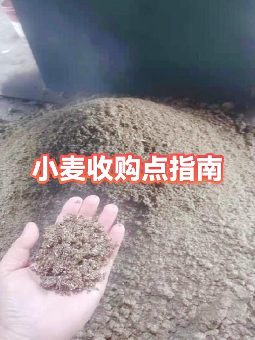 小麦收购商联系方式