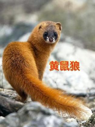 黄鼠狼进宅七大预兆