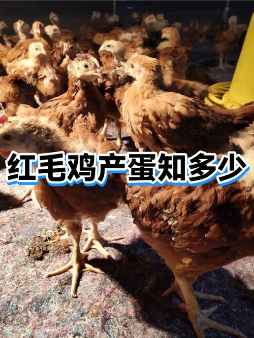 养3000只大红毛公鸡利润多少
