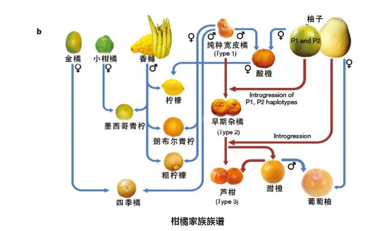 橘子是几倍体