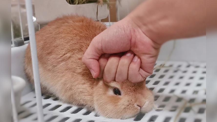 揍兔子揍到兔子尖叫视频