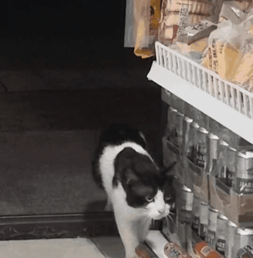 便利店买什么给流浪猫