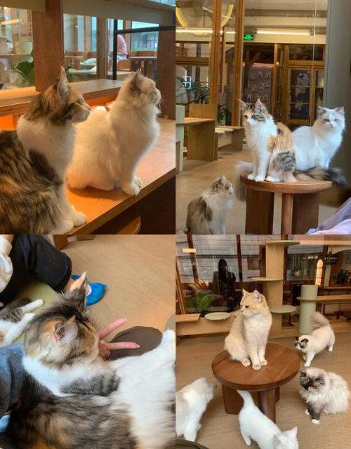 猫咖可以带猫去吗
