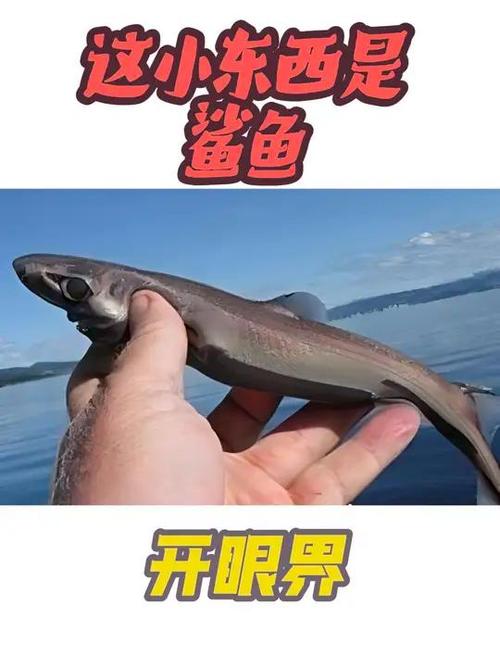 小鲨鱼直装1.1