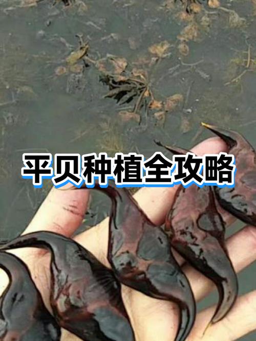 平贝地可以种多少年
