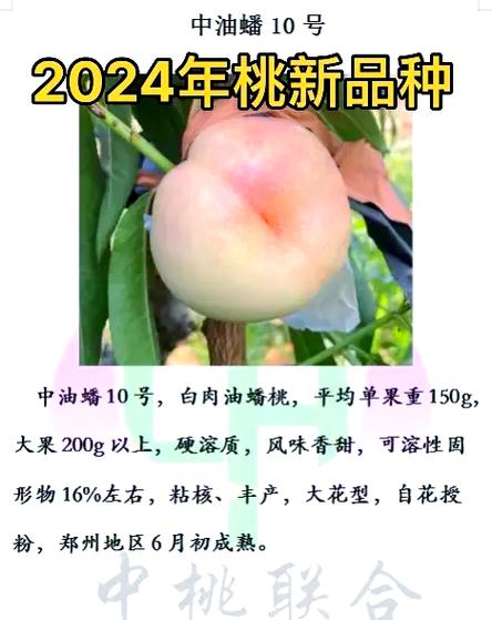 桃树的十六种最新品种