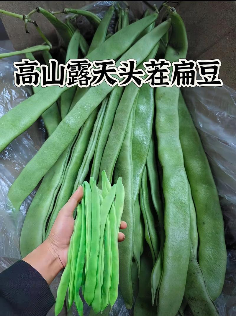 扁豆看剧