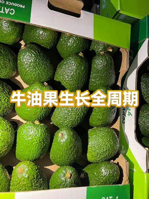 牛油果苗多少钱一棵