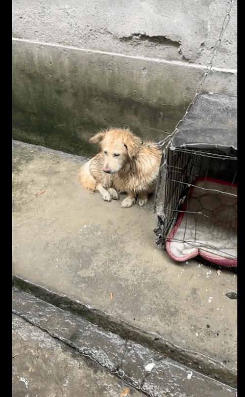 狗狗被栓起来了一起叫