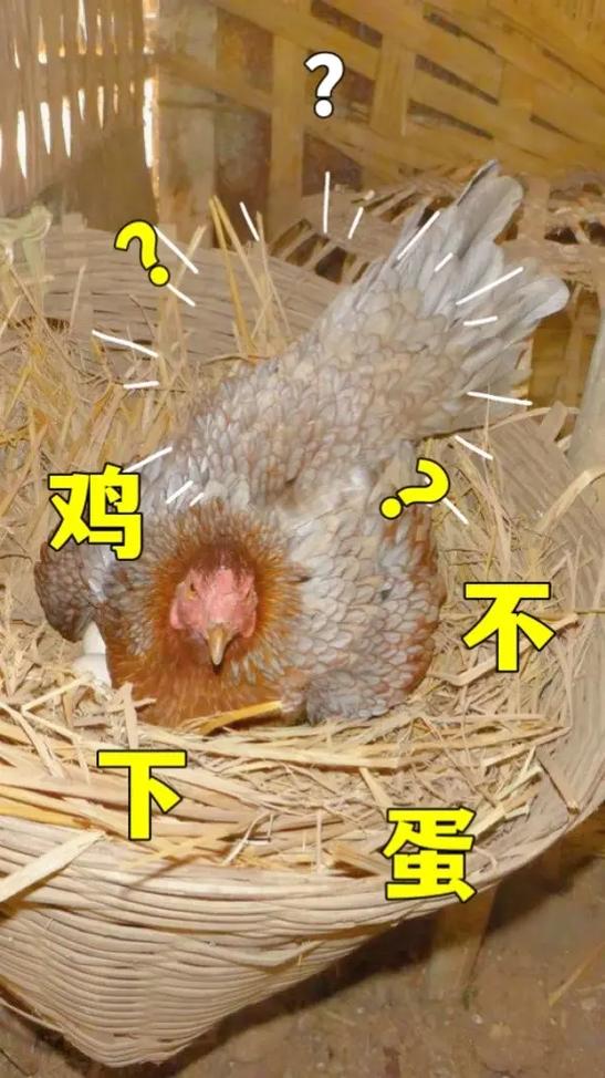 养鸡表情包合集