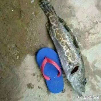 鱼儿爱上钩攻略