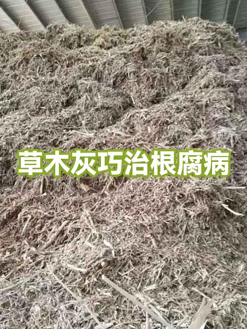 扁担根治什么病