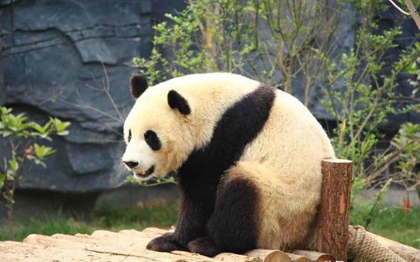 河南动物园没有大熊猫的原因
