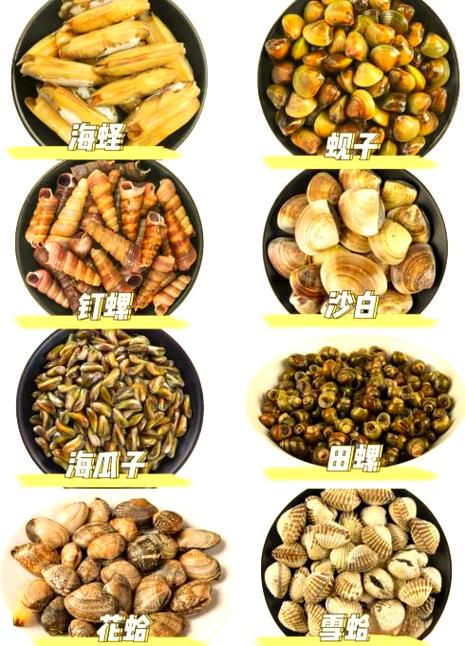 海鲜贝壳种类大全