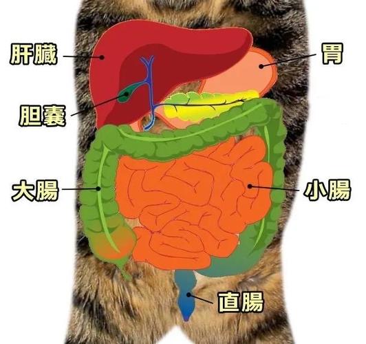 猫炎性肠病一般寿命多久
