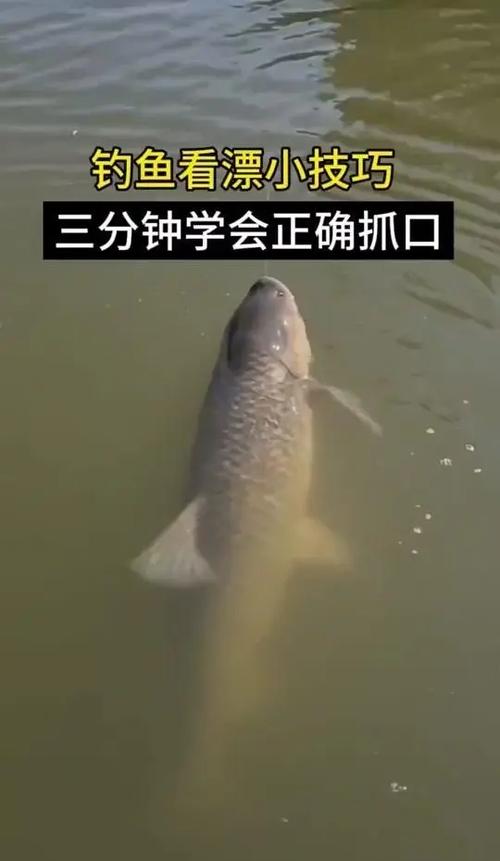 钓鱼看漂怎么快速获得金币