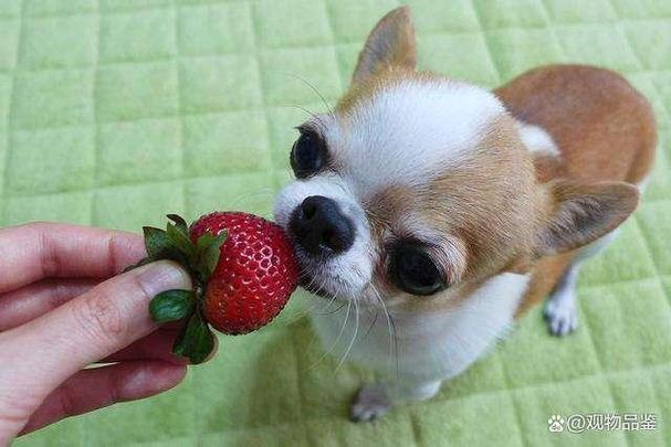 小狗能吃草莓吗