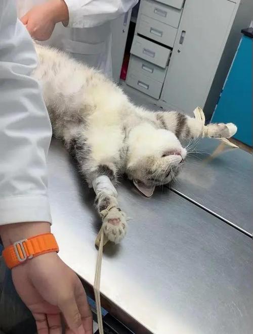 猫漏尿能自愈吗