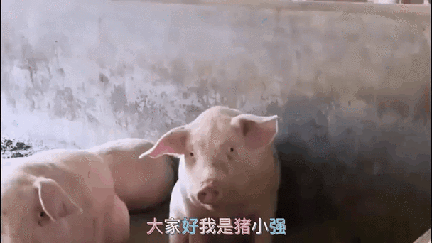 一个有智慧的猪