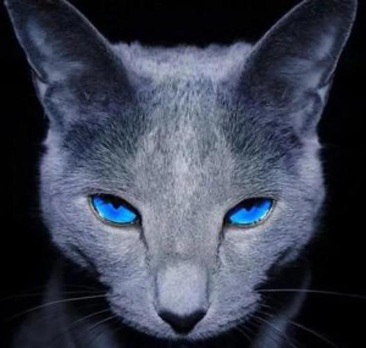 蓝猫毛色变黄还会恢复吗