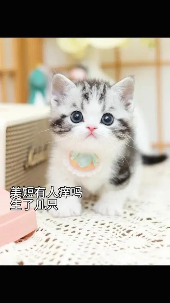 自制一窝小奶猫