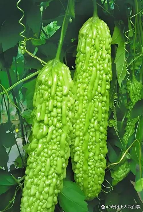 夏天种什么蔬菜比较好