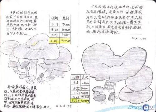 幼儿园蘑菇成长记