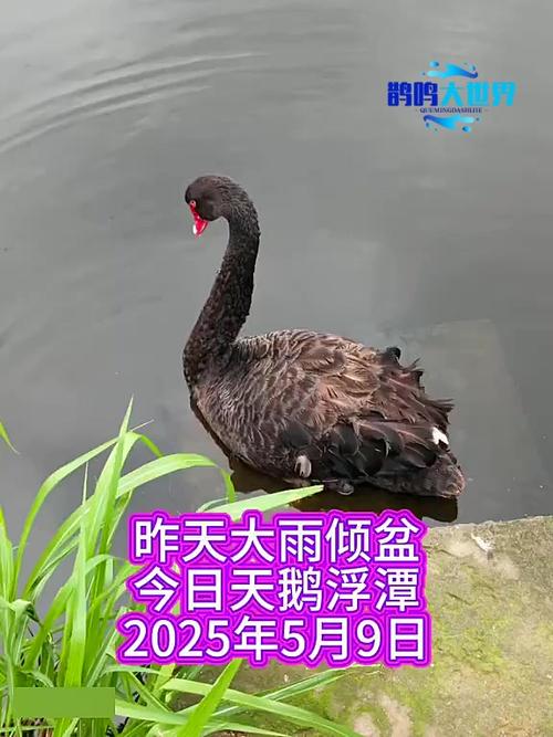 黑天鹅一般出现在几月份