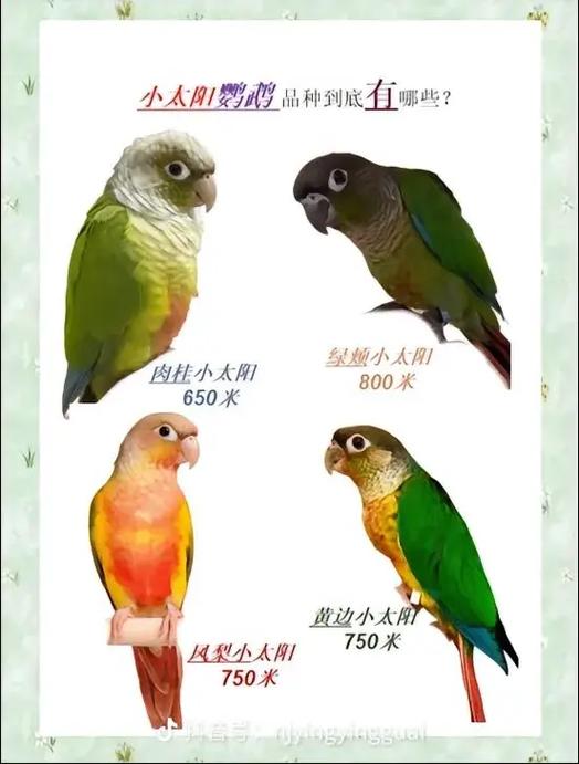鹦鹉品种智商排名前十截图