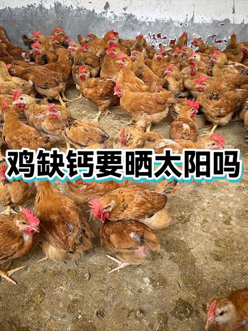 阳光养鸡场app