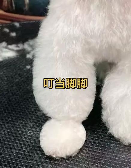 叮当萌宠app
