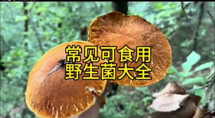 口蘑和圆菇是一个东西吗