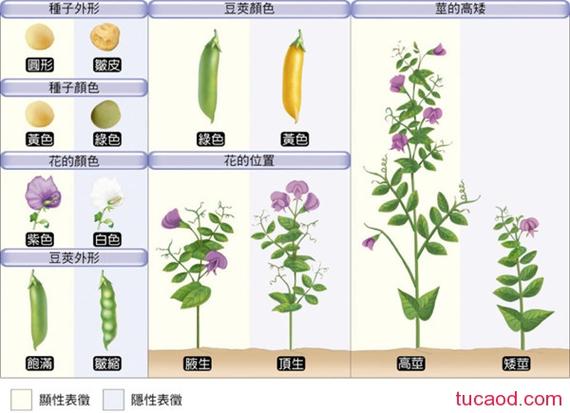 豌豆的生长周期