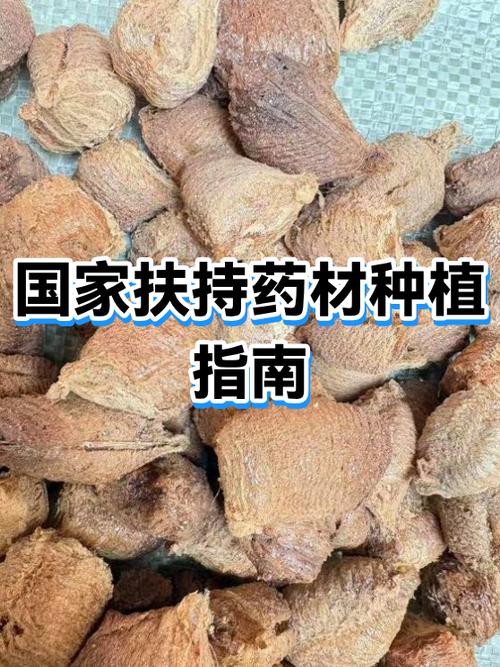 国家扶持种植药材项目