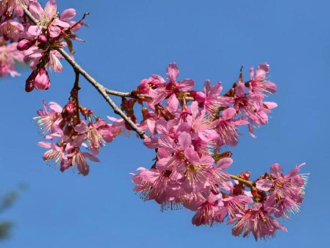 樱花校园模拟器怎么买花