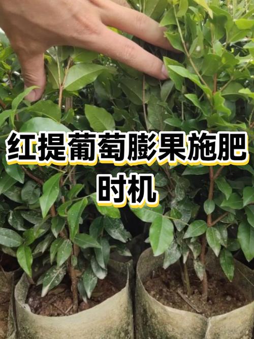 葡萄保果上午好还是下午好