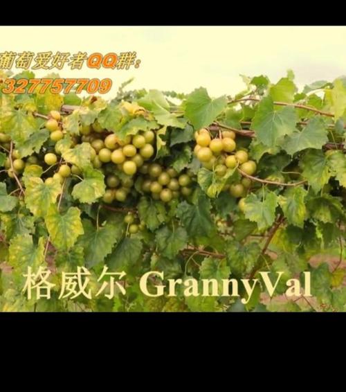 格威尔m95